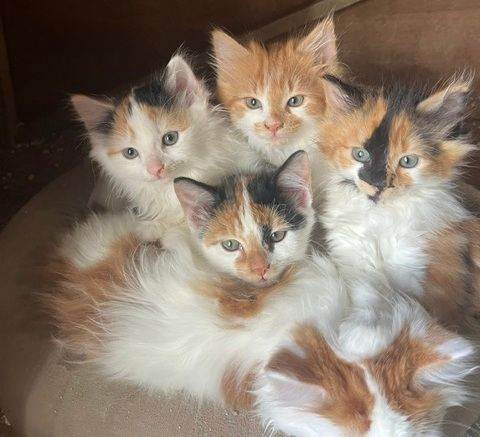 5 Kittens, 3 Girls, 2 Boys