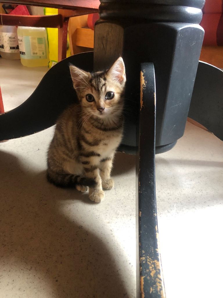 last female kitten £40