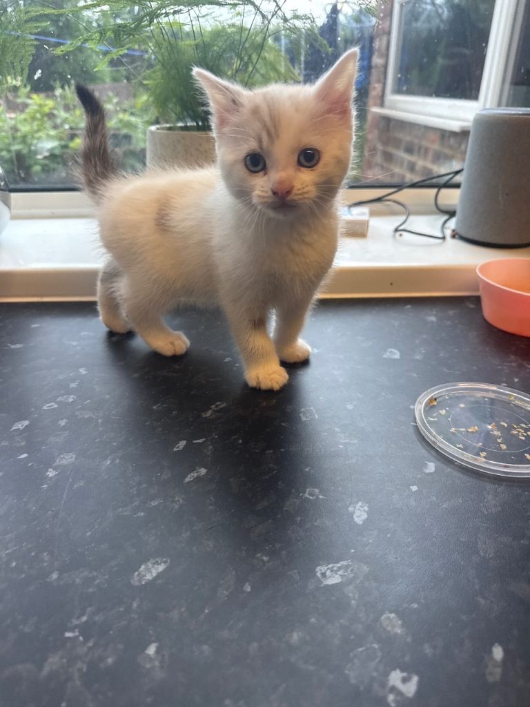 Male kitten 