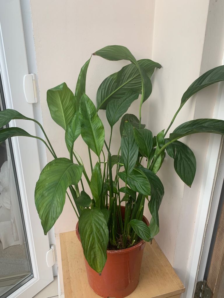 Healthy Peace Lily Plant in Brown Pot