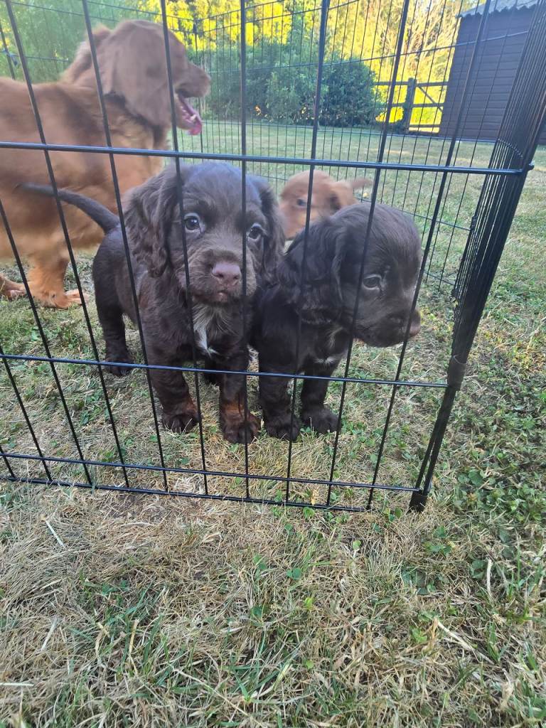  cocker spaniels puppies 