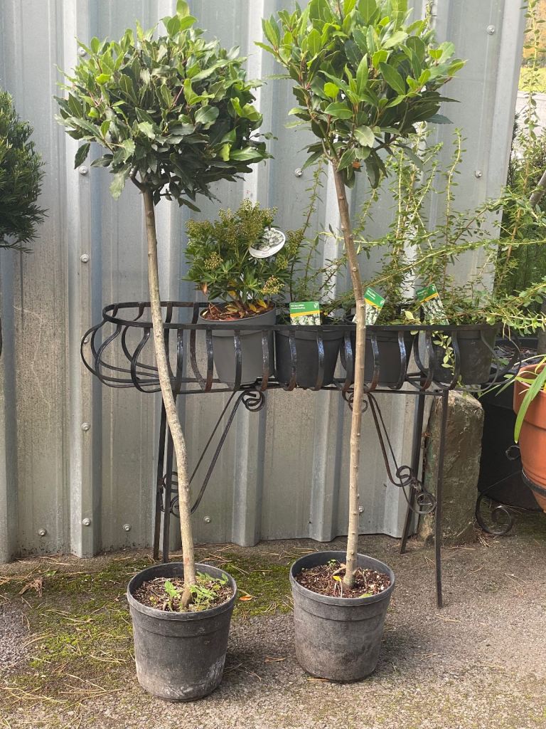 4 ft bay trees 2 left