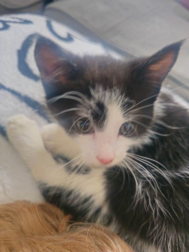 Male 10 week old kitten