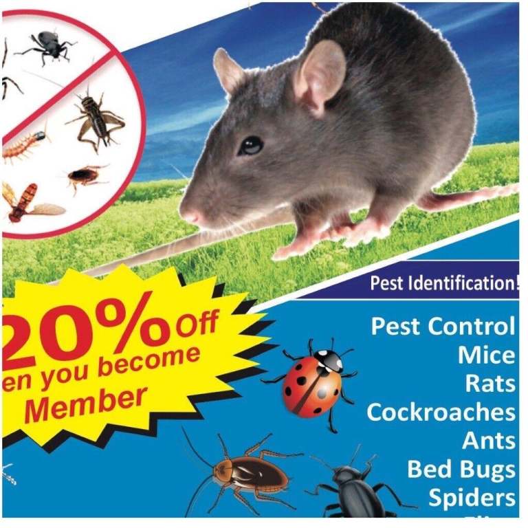 Pest Control Mice Rat Bedbugs Ants Fleas Mite Mouse Wasps Extermination removal