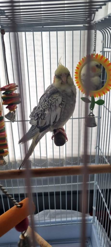 Cockatiel for sale