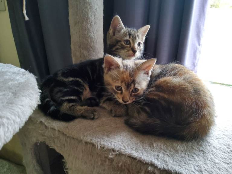 Kittens x bengal 