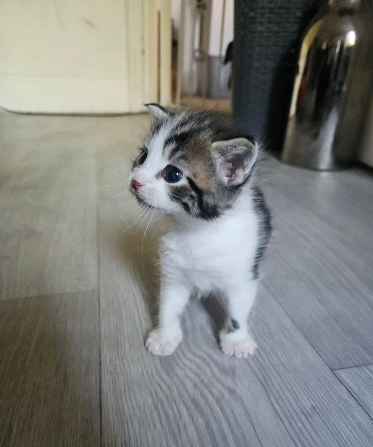Maine coon mix kittens