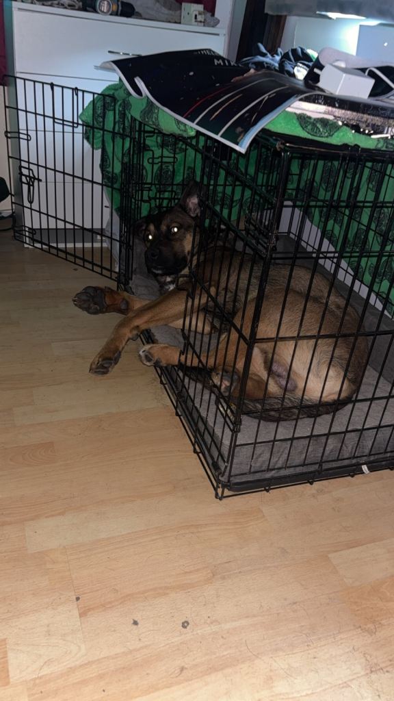 German shepherd x Rottweiler 