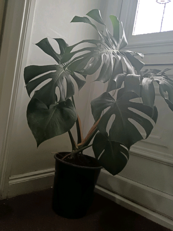Cheese plant 