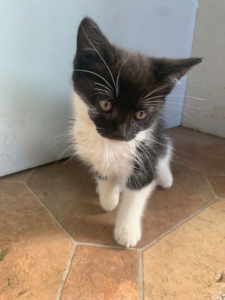 Kittens for sale 