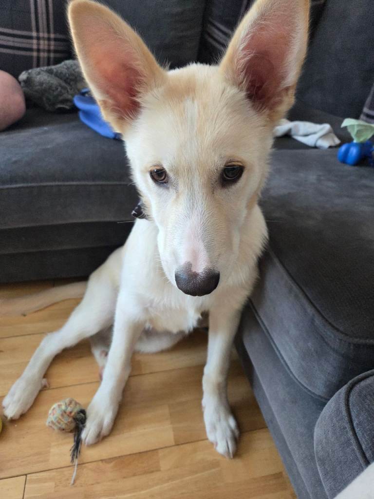 Greman shepherd cross husky puppy 