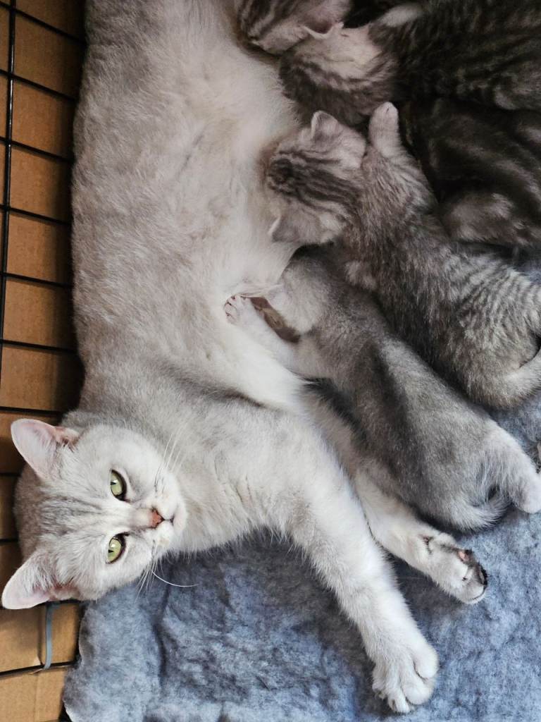 British shothair tabby kittens 