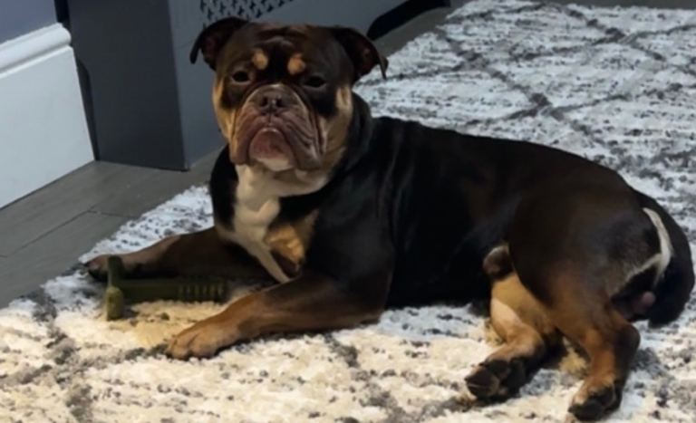 Bruno 