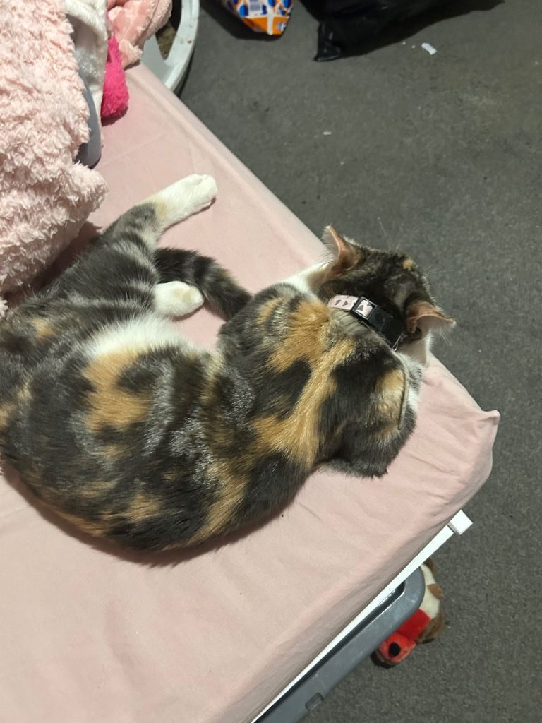 10 month old Kitten 