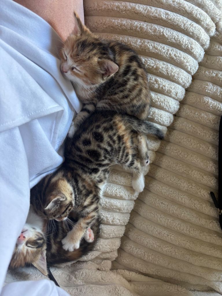 Bengal kittens ready 2 weeks today 