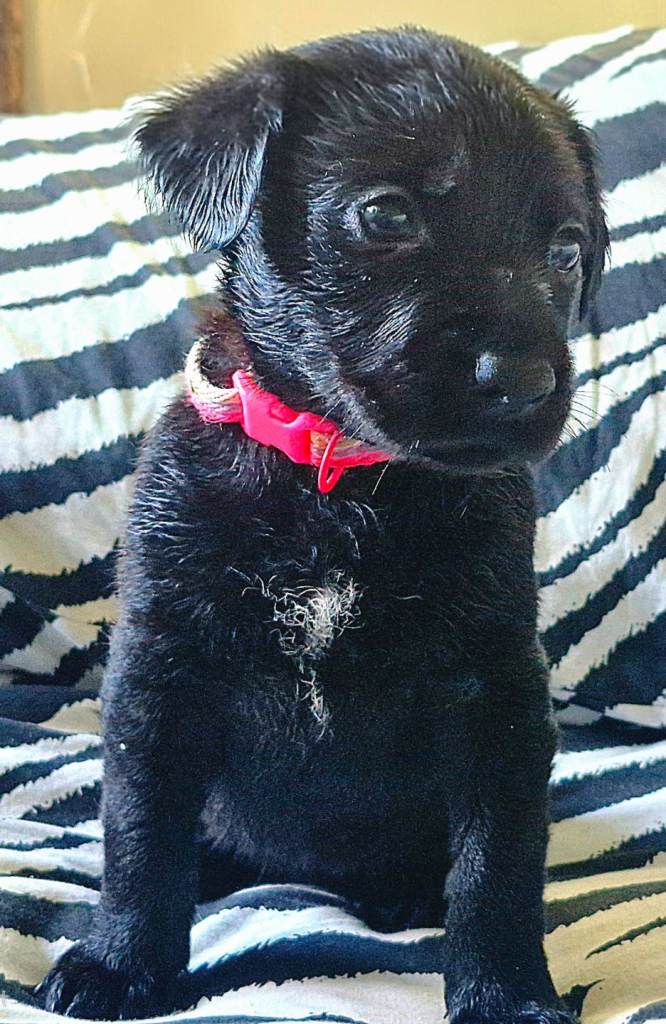 Labrador Cross Puppies for sale 