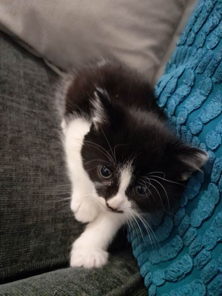 Kitty 9 weeks 4 Days 