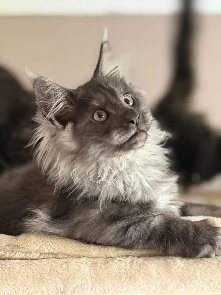 Black smoke male Maine Coon Kittens – Exceptional Russian Lines – Active TICA Registered ✨