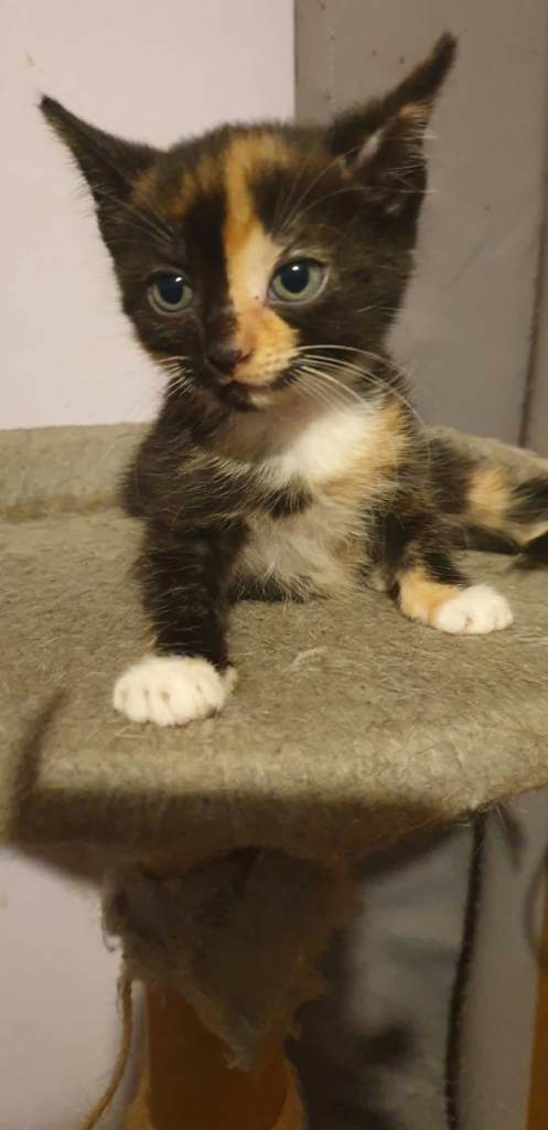Kittens ready to go