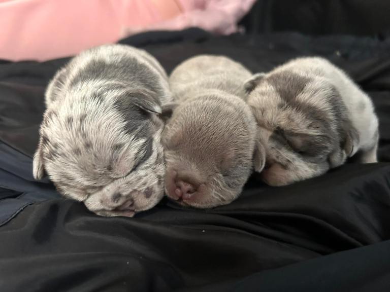 6 beautiful French bulldog puppies 