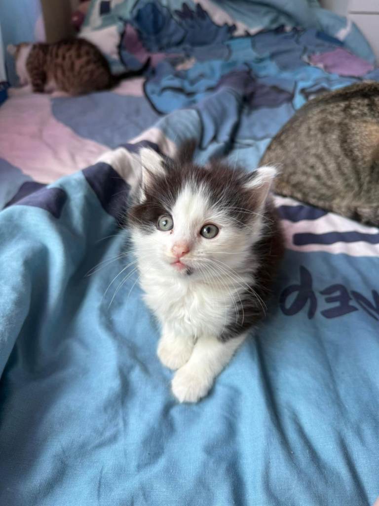 Beautiful kittens ready for forever homes 