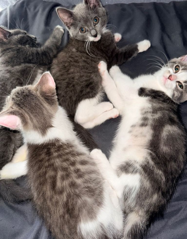 Litter of 6 beautiful cats 