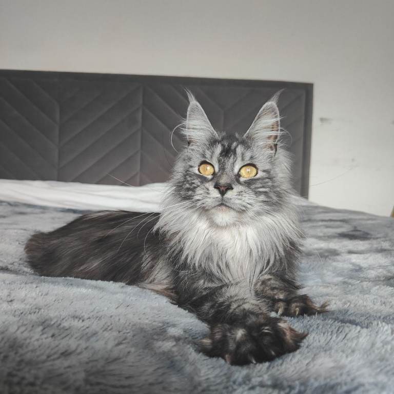 European Maine Coon Polydactyl 