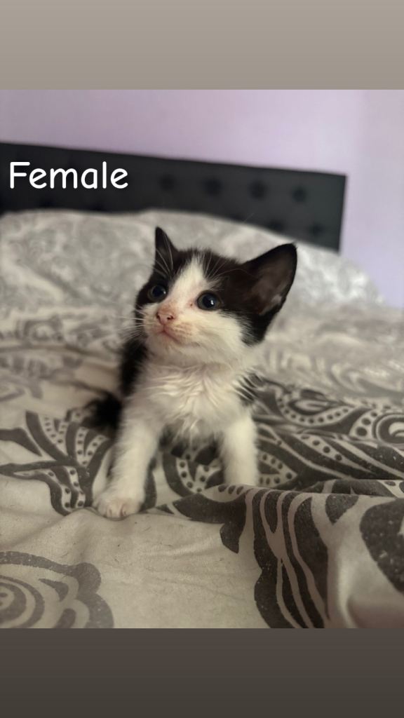 Available Now Mixed Breed Tuxedo Cats
