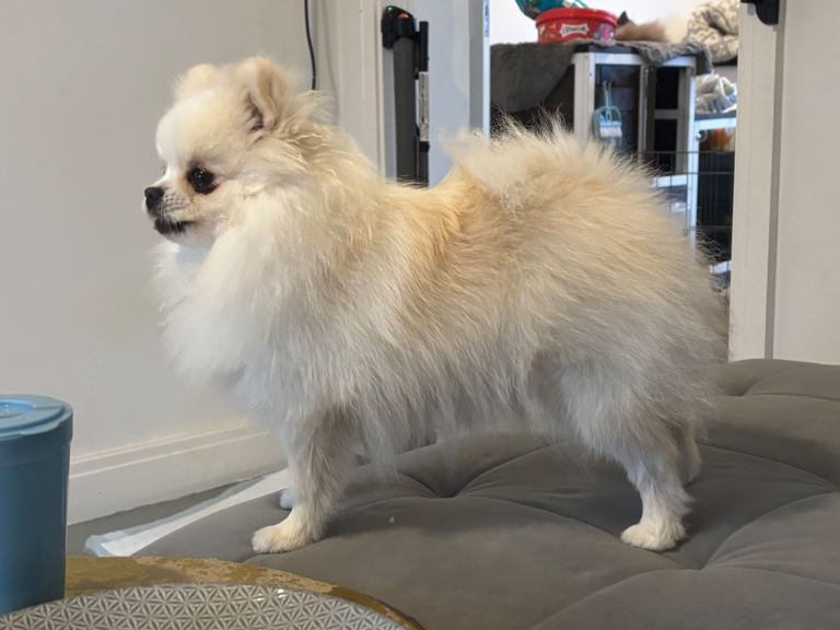 White Pomeranian female cream