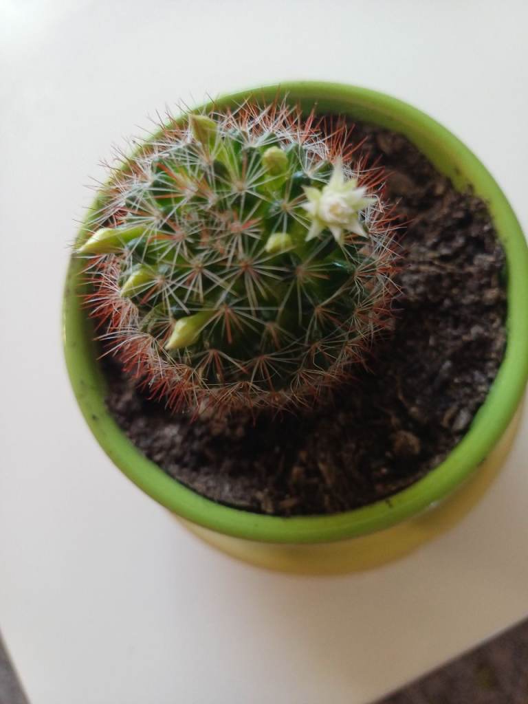 Cactus in blossoms. 