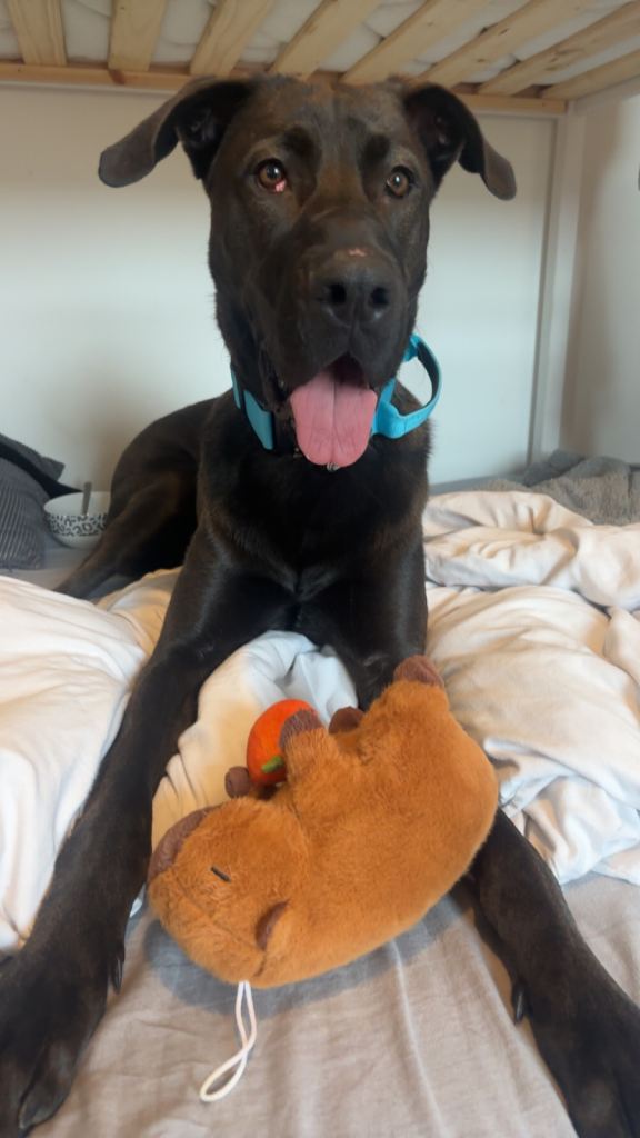 German shepherd great dane mix
