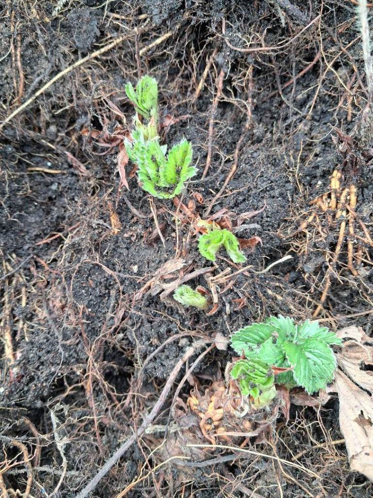 Elsanta Bare Root Strawberry Plants