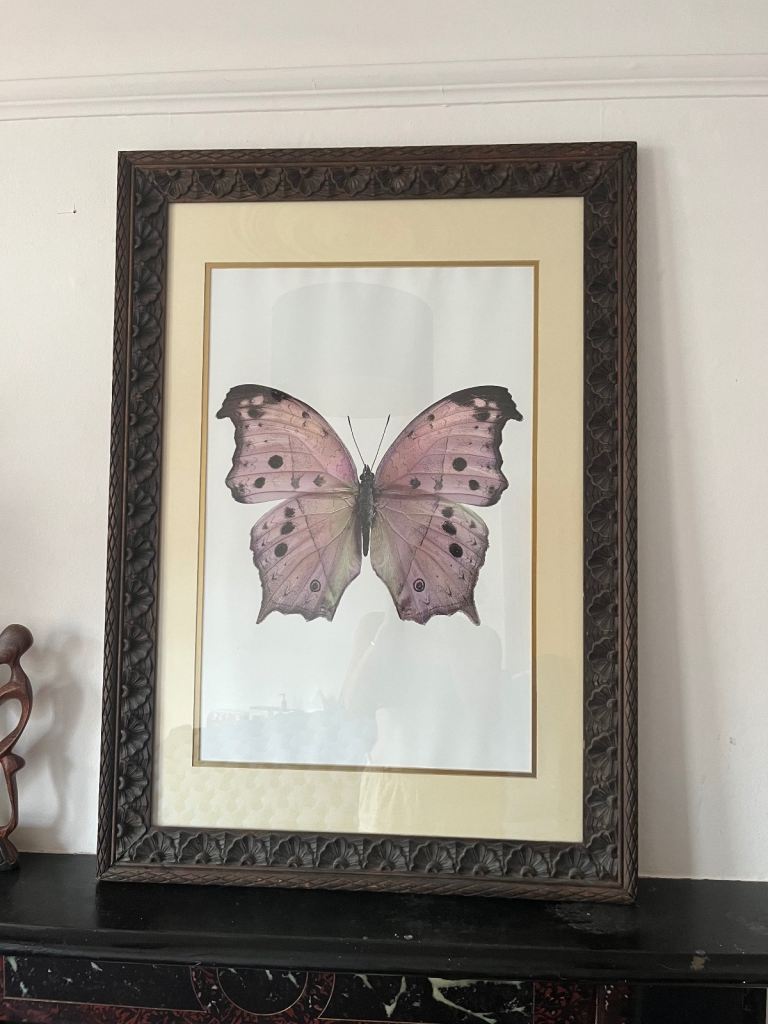 Large Beautiful Butterfly in beautiful wooden frame 