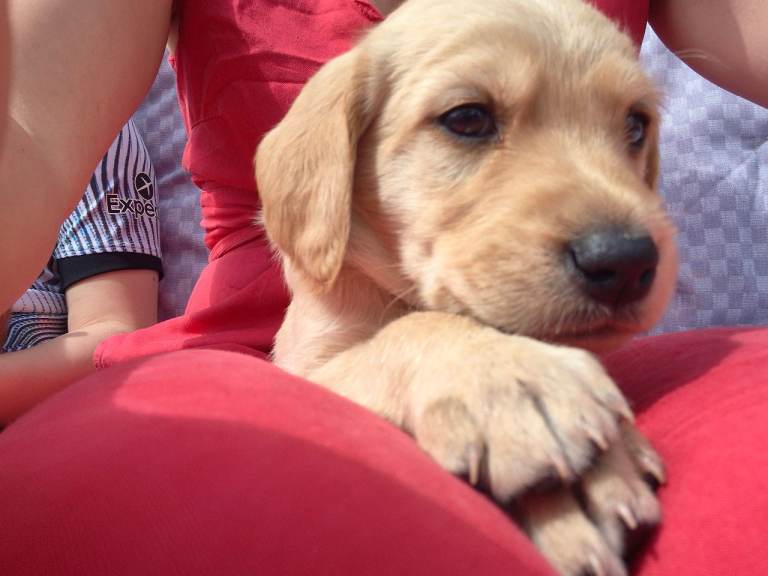 Labradoodle 