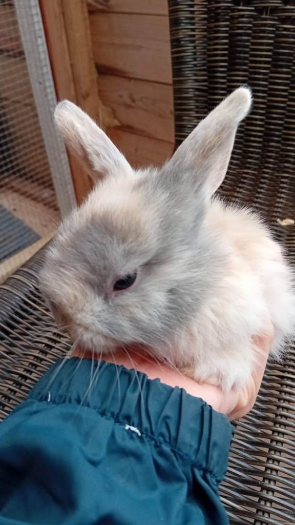Minilop male rabbit