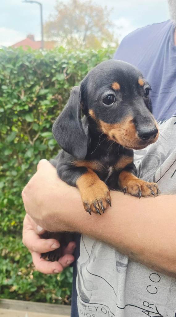 Black and tan dachshund girl puppy