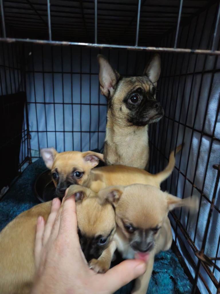 1 male chug puppy looking for forever home