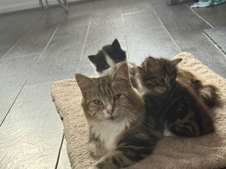 Kittens 😸 