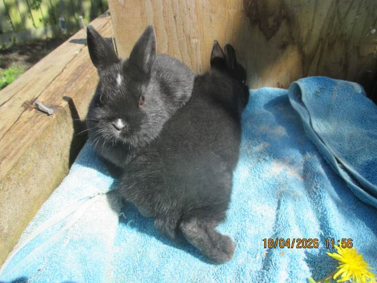 Baby Netherland Dwarf Rabbits