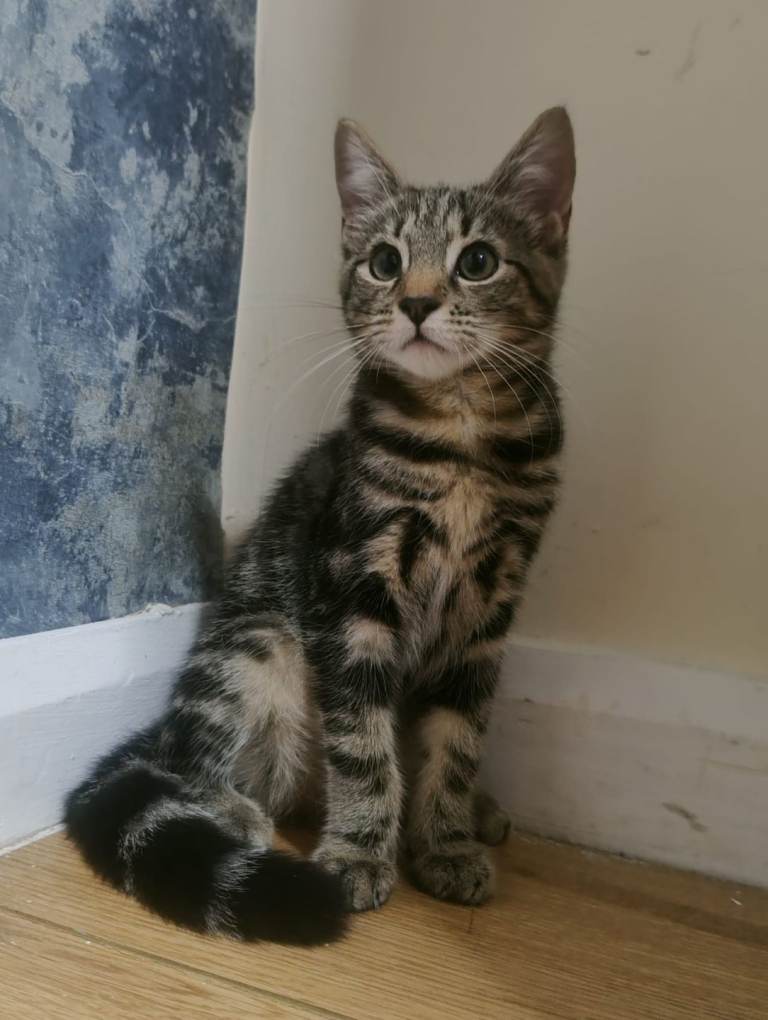 Kittens need new home born 26 May 2026