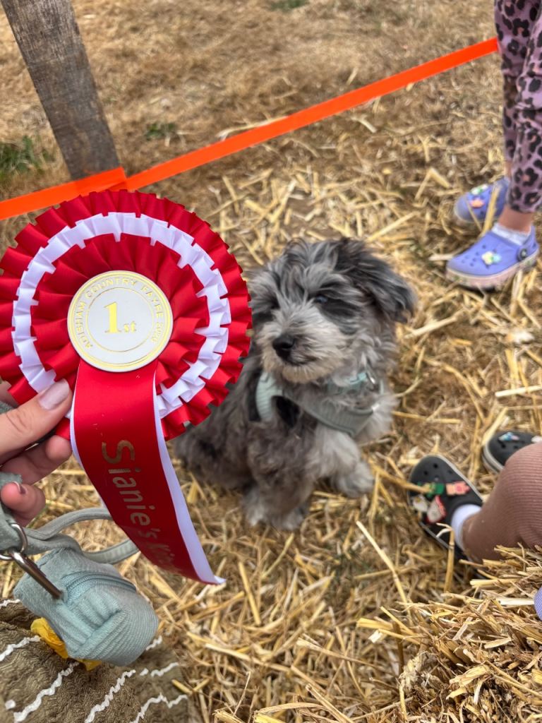 15 week Maltipoo 