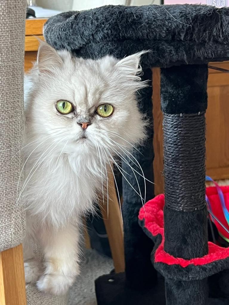 Persian cat  looking for new home 