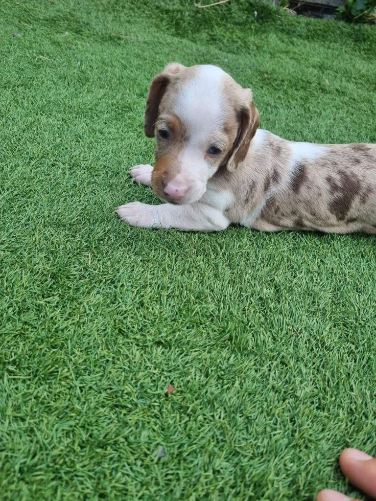 Beautiful Miniature Dapple Dachshund Puppies – Ready to Leave