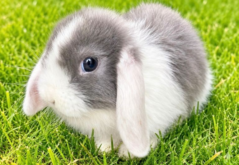 Reduced!!Beautiful baby mini lop bunny’s 🐰