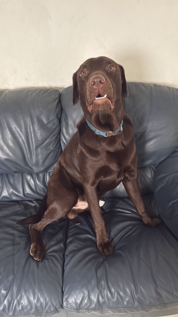 1 year old Chocolate Labrador 