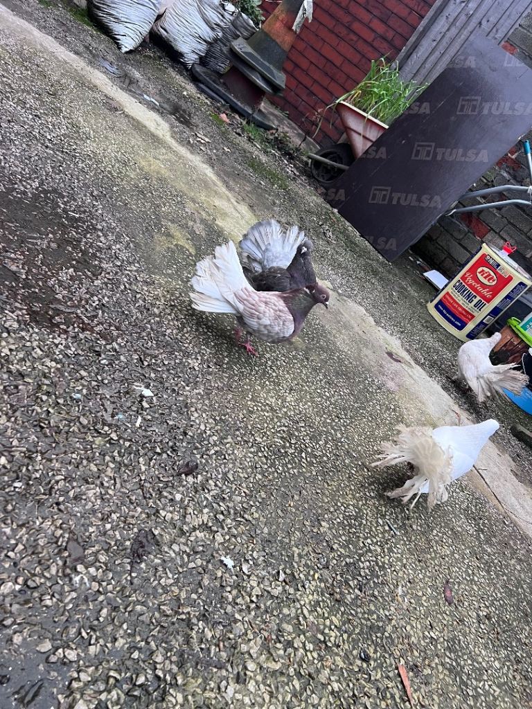 pigoens