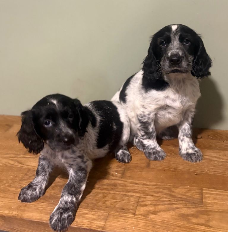 cocker spaniel pups