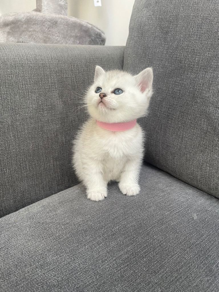 Pedigree British Short Hair Kittens