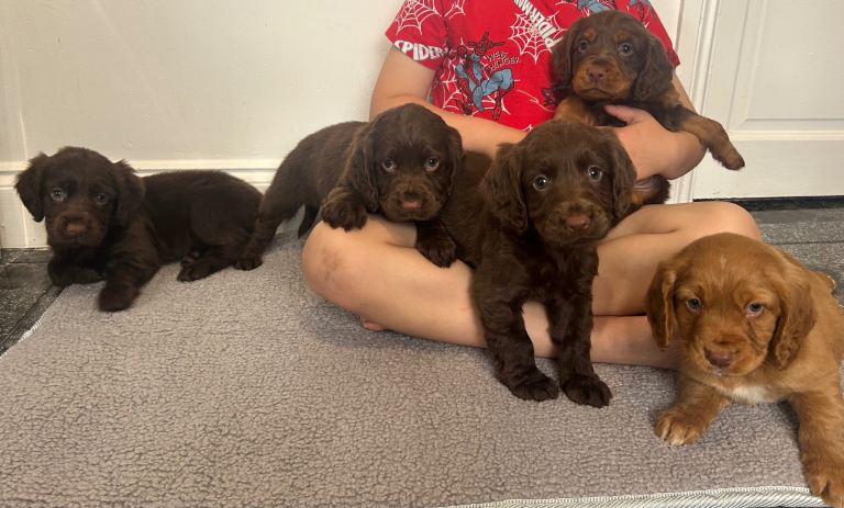 Gorgeous Cocker Spaniel Puppies 