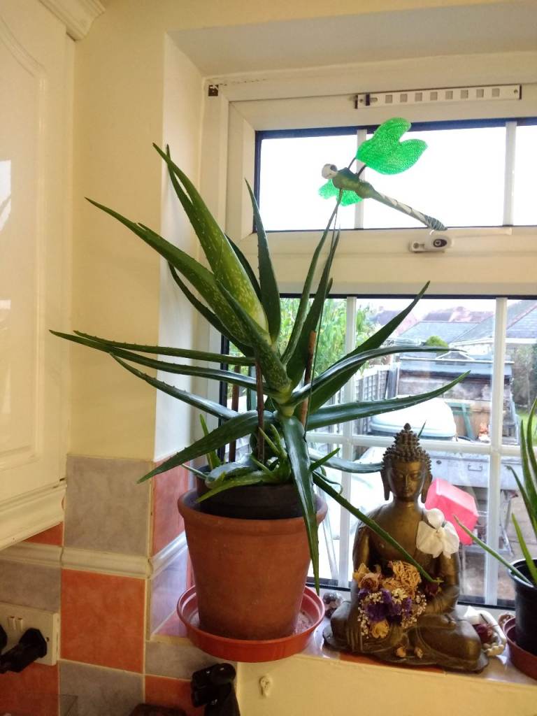 Aloe vera plants